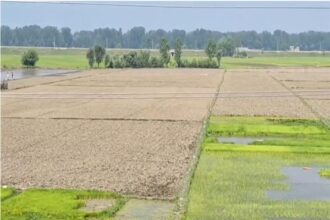 A severe shortage of irrigation water has left hundreds of acres of paddy fields dry across Anantnag and Kulgam districts, causing deep concern among farmers as the agricultural season reaches a critical phase.