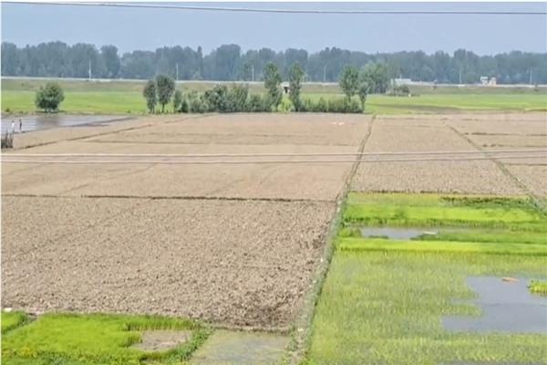 A severe shortage of irrigation water has left hundreds of acres of paddy fields dry across Anantnag and Kulgam districts, causing deep concern among farmers as the agricultural season reaches a critical phase.