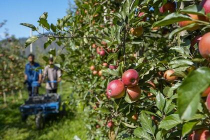 Apple Growers in J&K to Get crop insurance cover soon: Govt