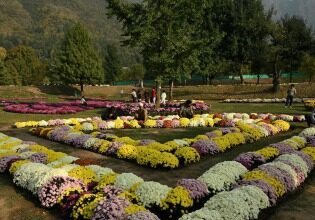 Autumn in Bloom