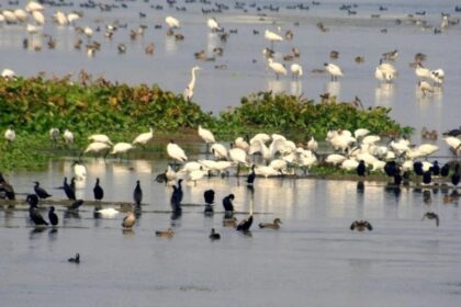 Migratory bird conservation drives intensify in Kashmir wetlands