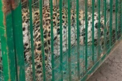 Wildlife Dept, Police Act Swiftly to Capture Leopard in Pinjoora