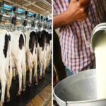Livestock, fisheries sectors record steady growth; milk output nears 3.3 million tonnes target in J&K