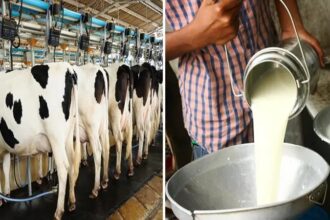 Livestock, fisheries sectors record steady growth; milk output nears 3.3 million tonnes target in J&K