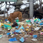 Sanitation Breakdown Plagues Beerwah, Sparks Health Fears