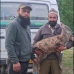 Rare male musk deer rescued in Gurez; black bear captured alive in Bandipora
