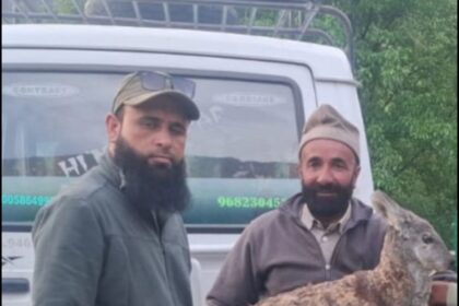 Rare male musk deer rescued in Gurez; black bear captured alive in Bandipora