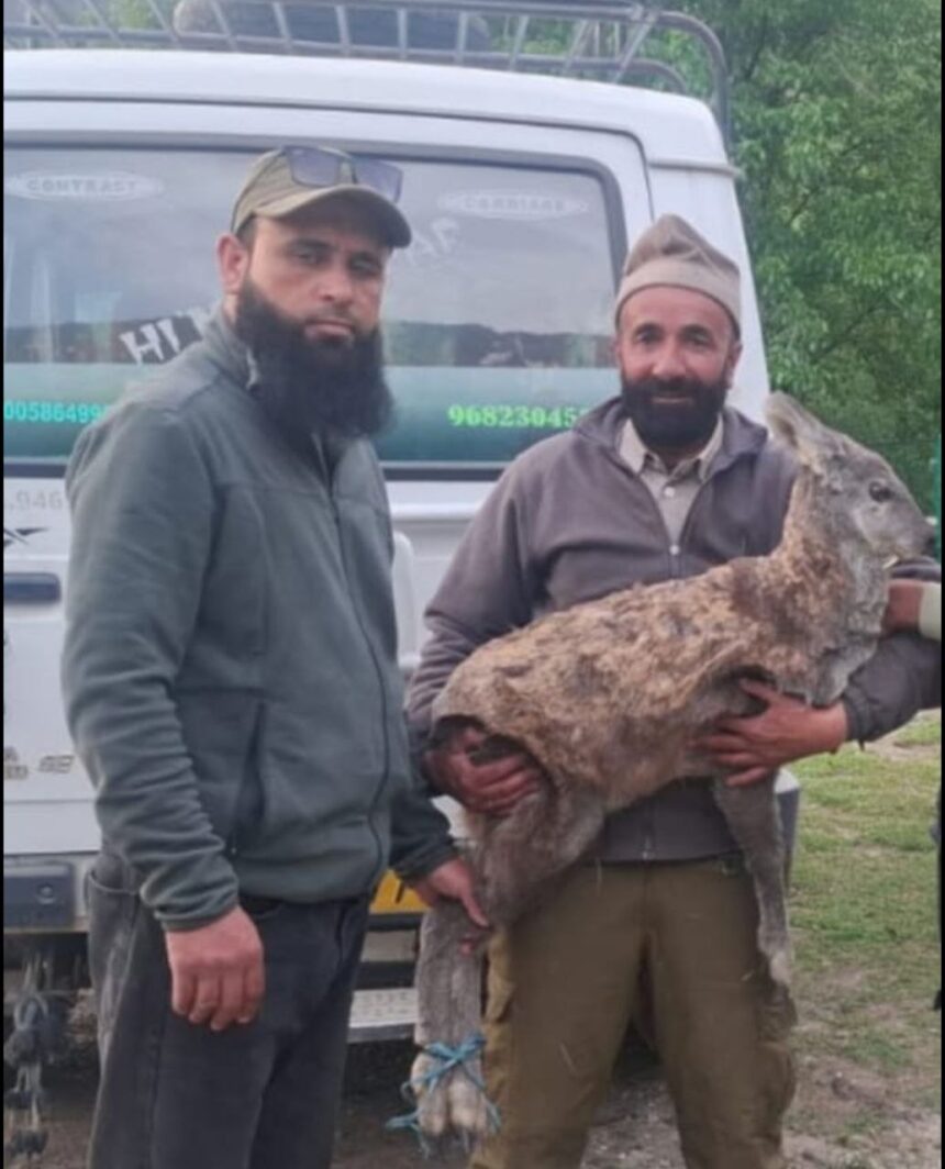 Rare male musk deer rescued in Gurez; black bear captured alive in Bandipora