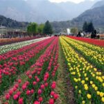 Tulip Garden in Srinagar to close from April 16 evening