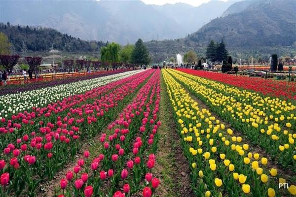 Tulip Garden in Srinagar to close from April 16 evening