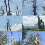 Forest Dept. orders dry-tree census after Tangmarg accident