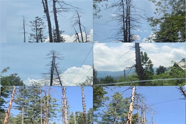Forest Dept. orders dry-tree census after Tangmarg accident